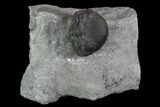 Enrolled Eldredgeops (Phacops) Trilobite - New York #95939-1